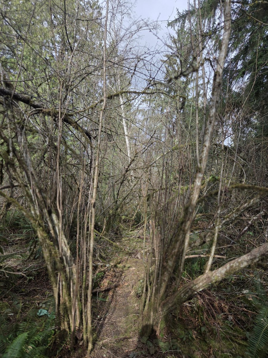 Loco Lion 🦁✒ tweet media