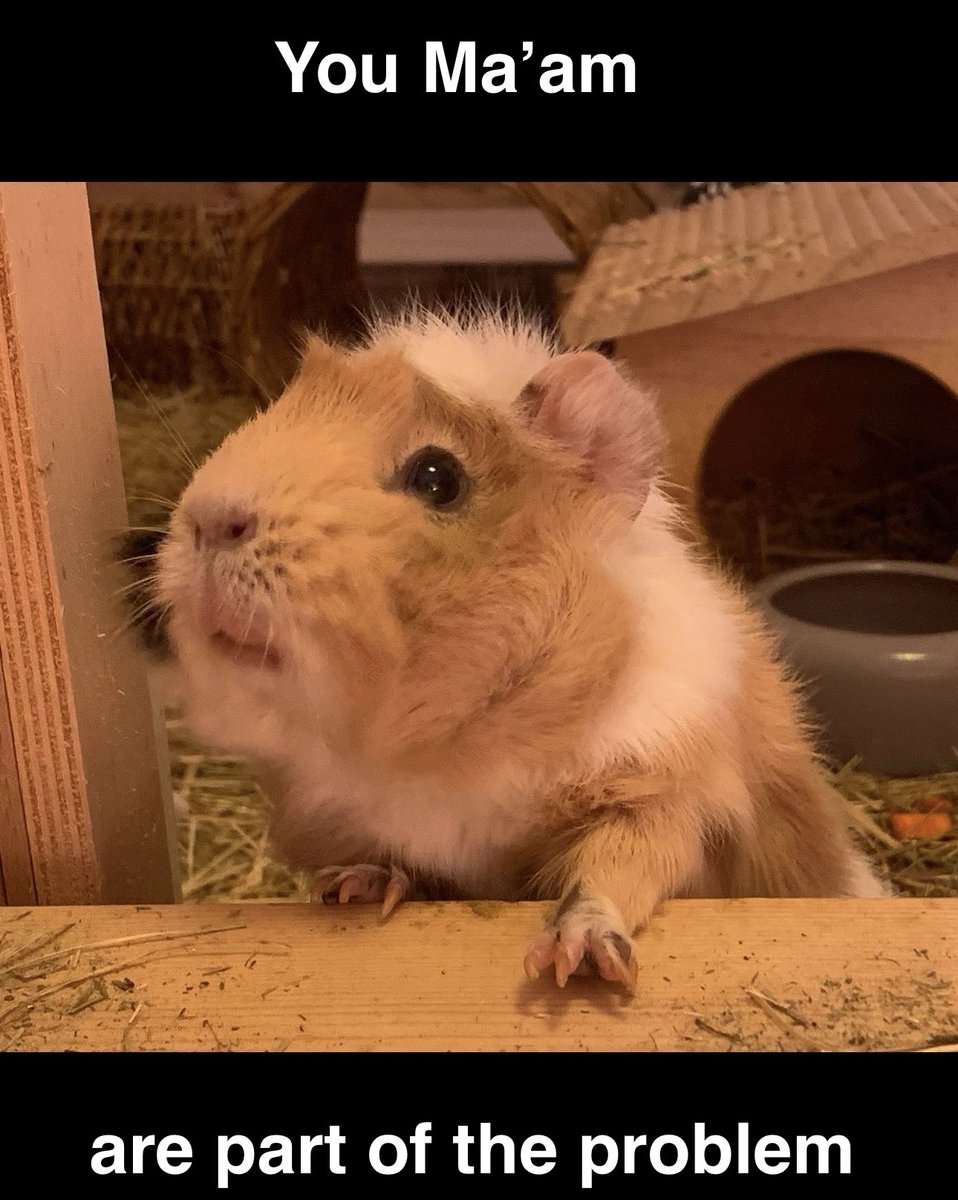 Anna Rebella, the woman, the myth, the legend tweet media