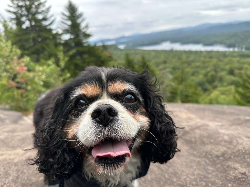 Dexter the Angel Cavalier😇💙🪽🌈 tweet media