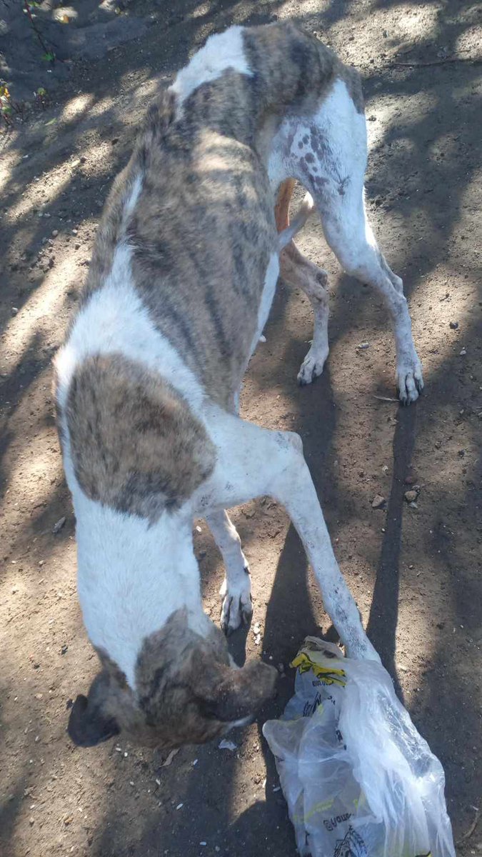 Proyecto Galgo Arg 🐬Ⓥ tweet media