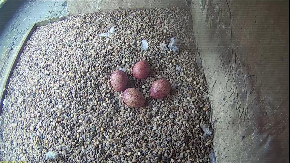 FaB Peregrines tweet media