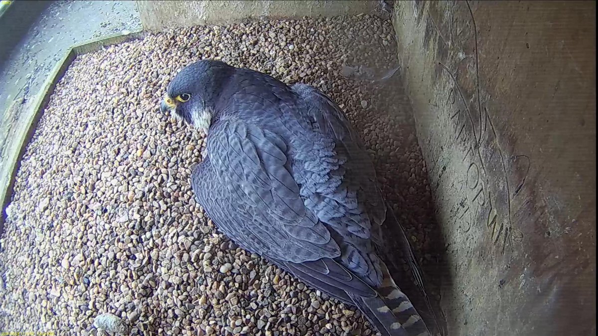 FaB Peregrines tweet media