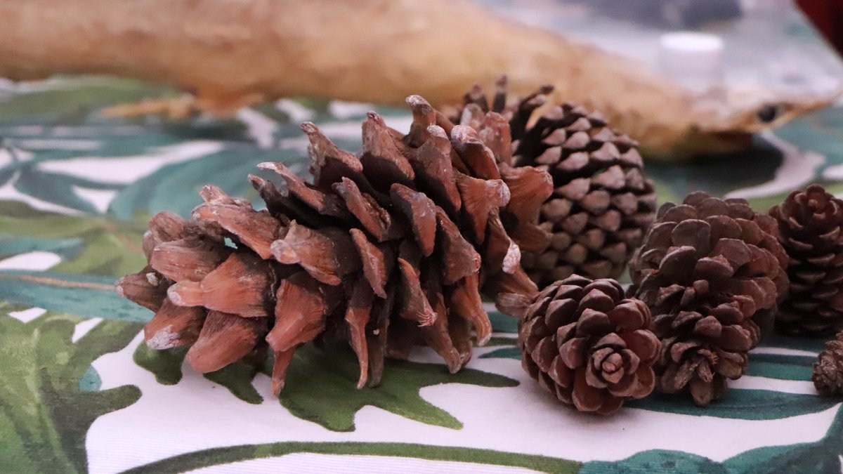 Secretaría de Ciencia Puebla tweet media