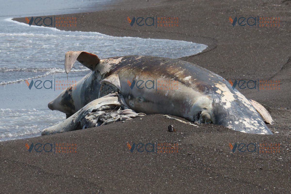 Veracruz En Alerta tweet media