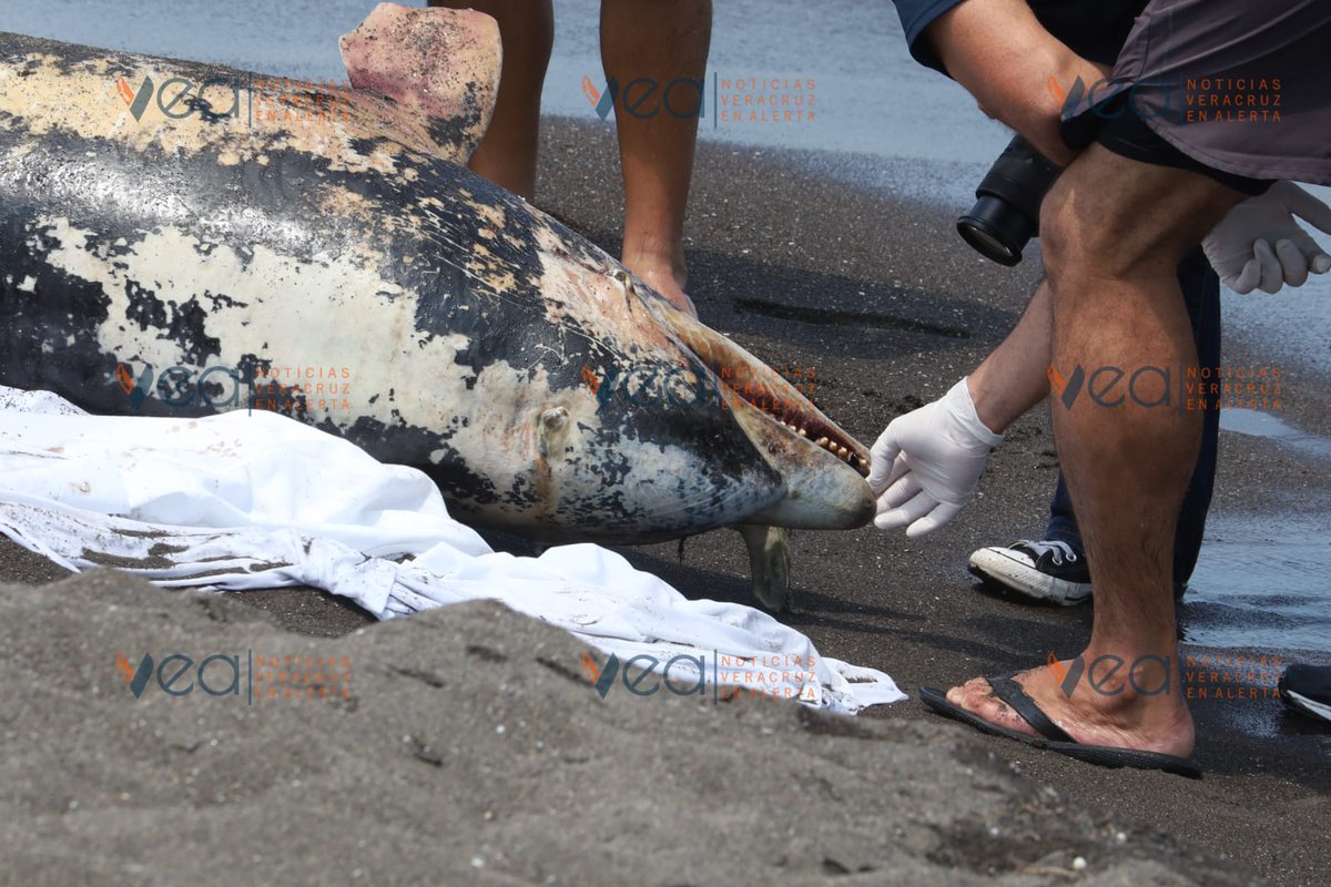 Veracruz En Alerta tweet media