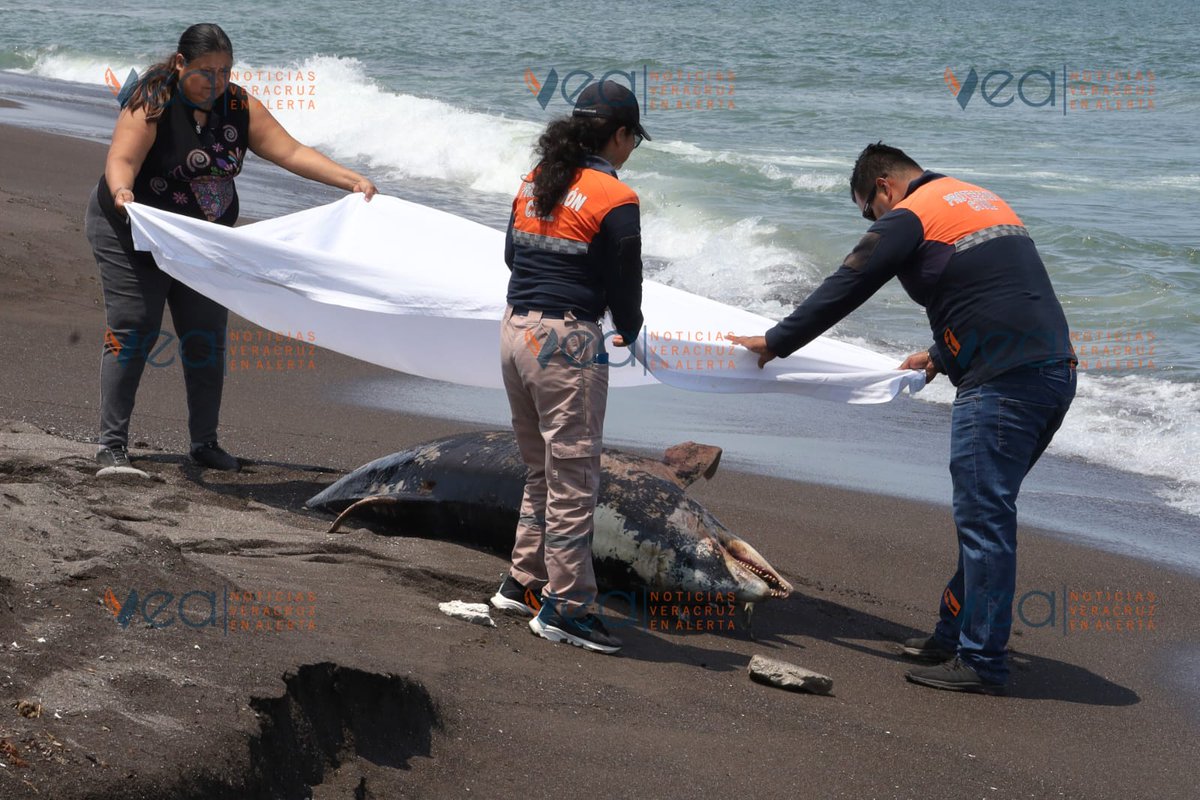 Veracruz En Alerta tweet media