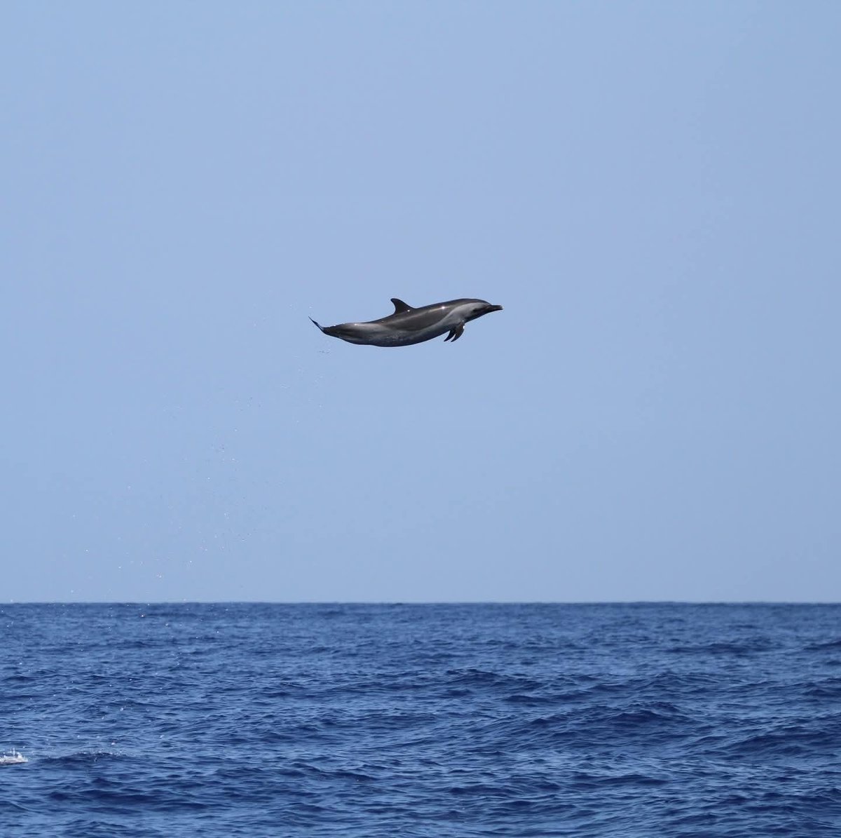 //Sub/Corpus tweet media