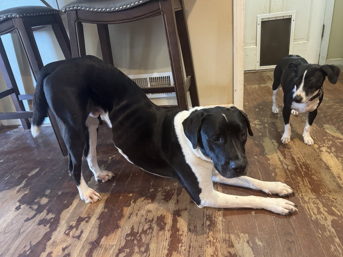 Gretchen Winter, MD 🌼 (Warning: Feral) tweet media