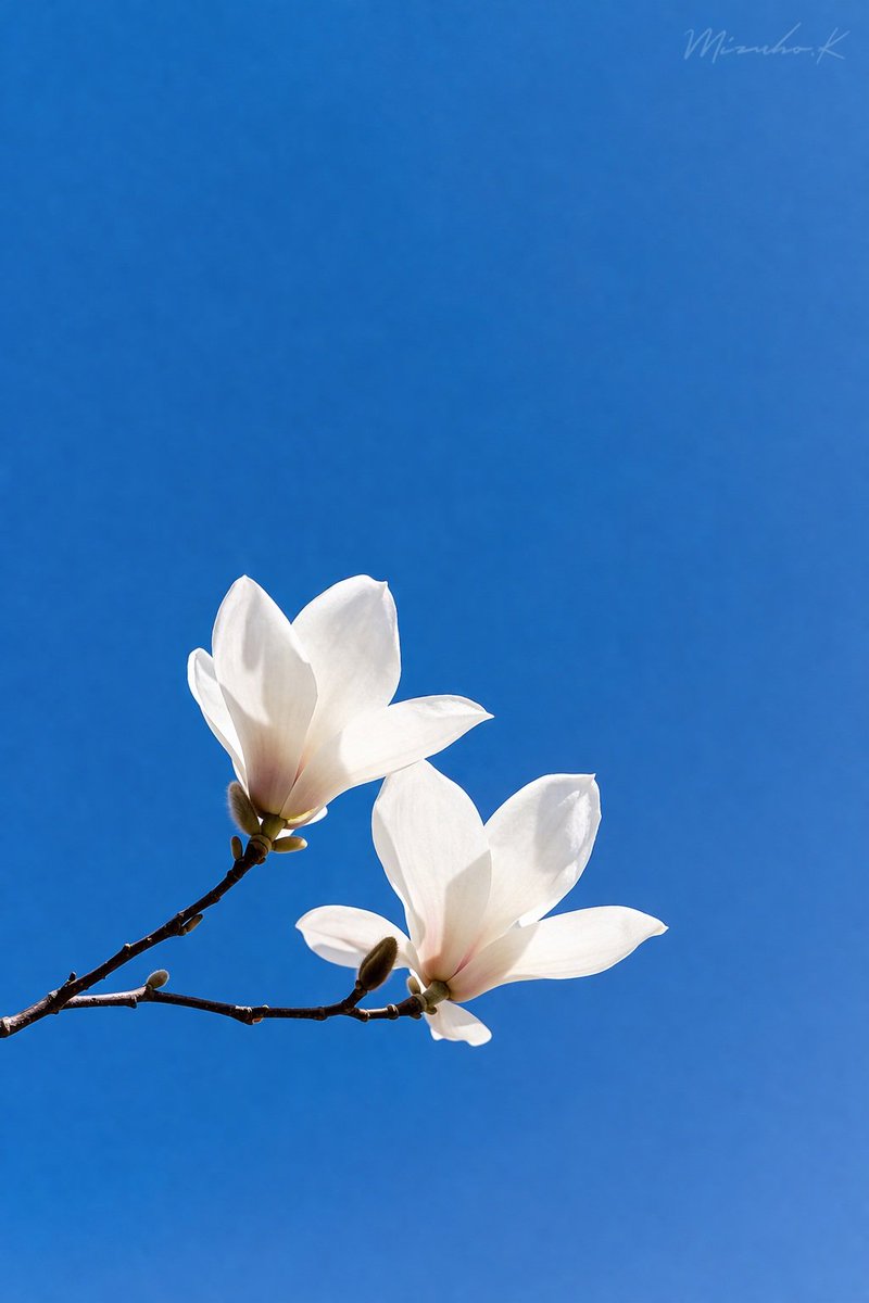 神咲 みずほ tweet media