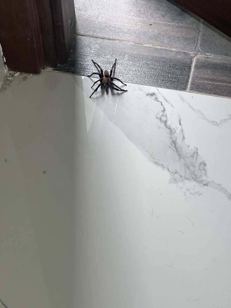 JEFFERY @TriggeredCapital tweet media