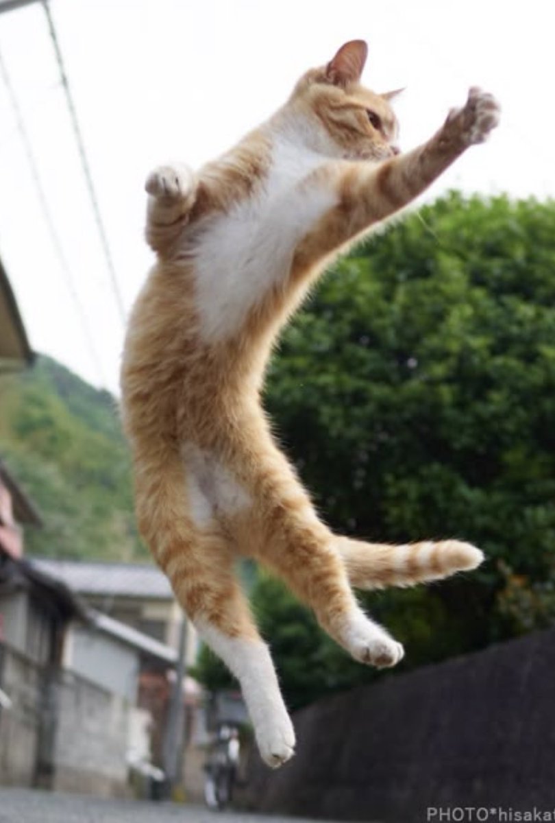 さっきー✨兼業ﾄﾚｰﾀﾞｰ tweet media