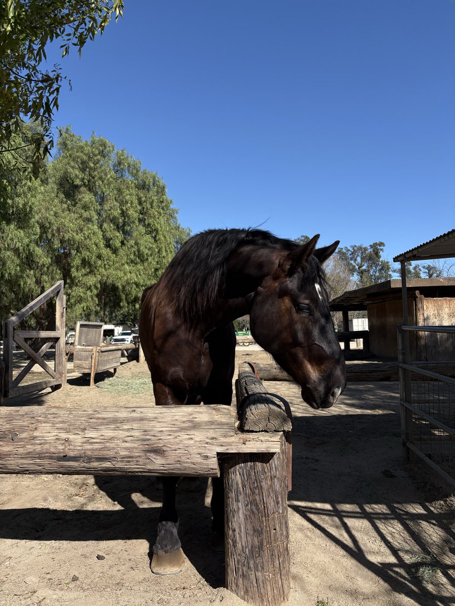 eesperanzza's tweet photo. 🐴💕 https://t.co/qomPeak5yQ