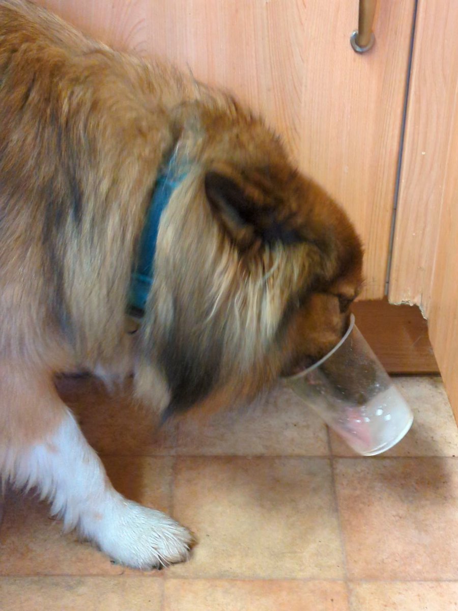 CamasTheCollie's tweet image. Cleaning the yoghurt pot. 🐾🐾🥛😋
#BorderCollie
#Yum
#Helpful
#TongueOutTuesday
