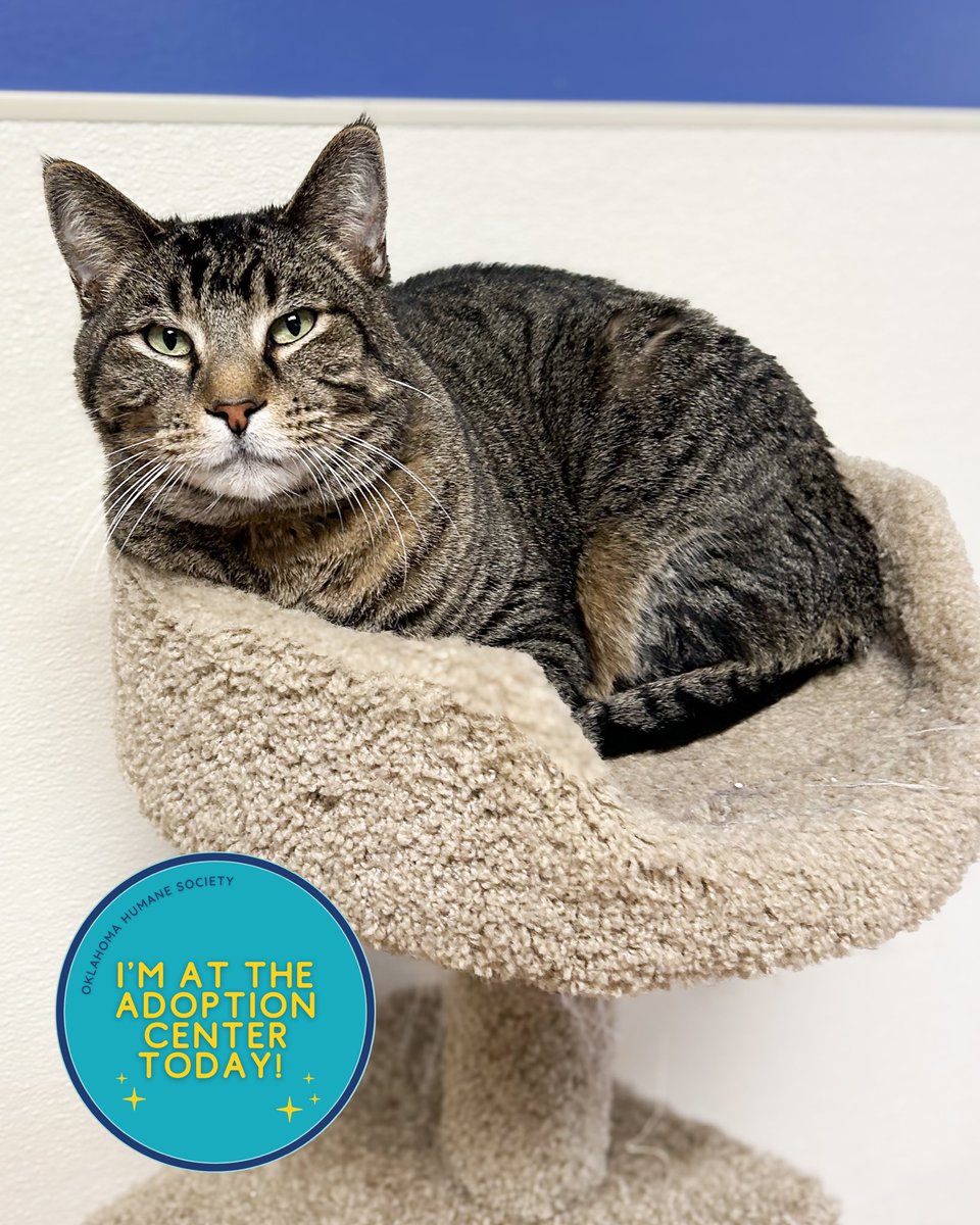 Oklahoma Humane Society tweet media