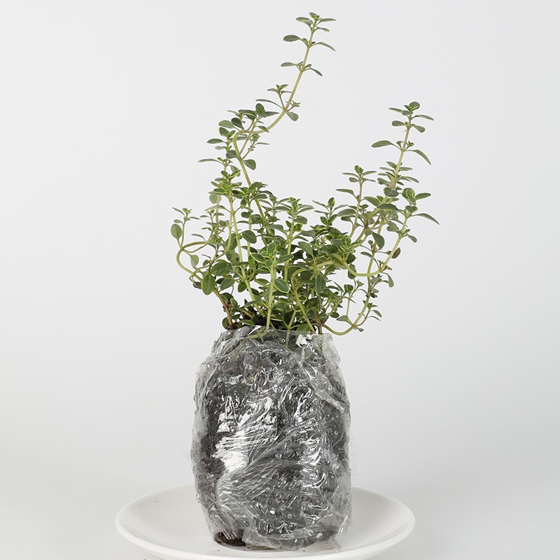 Vân Candy tweet media