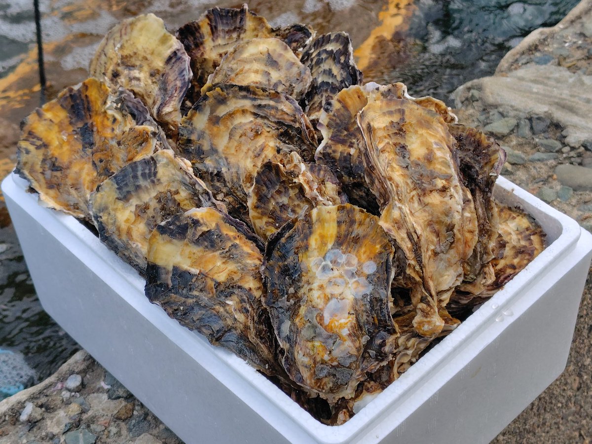 kazu@丹後のくるまえび🦐畜養はまぐり🐚牡蠣🦪販売中 tweet media