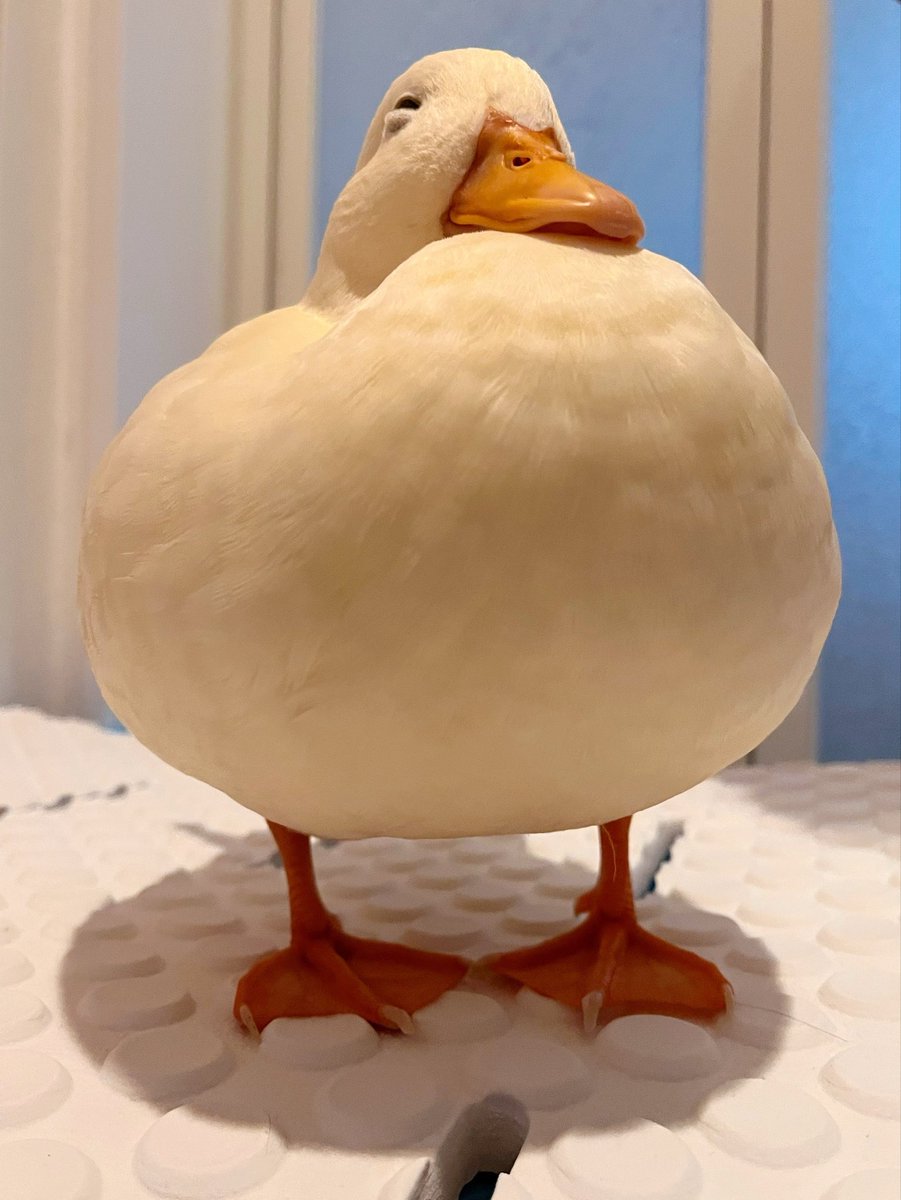 コールダックしろみと従者𓅰 tweet media