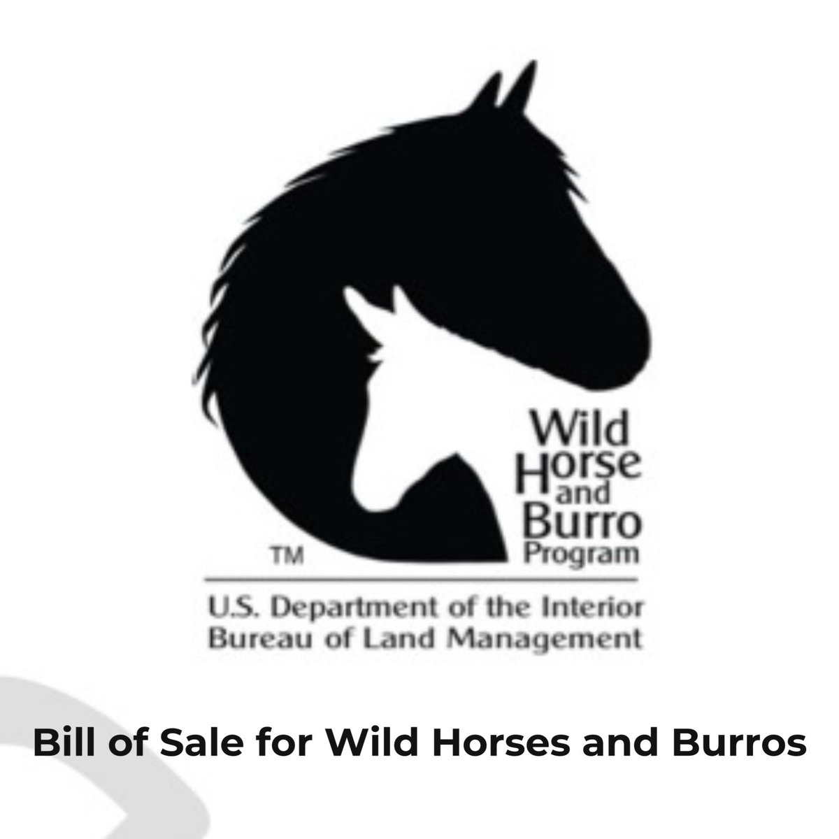 Skydog Sanctuary tweet media