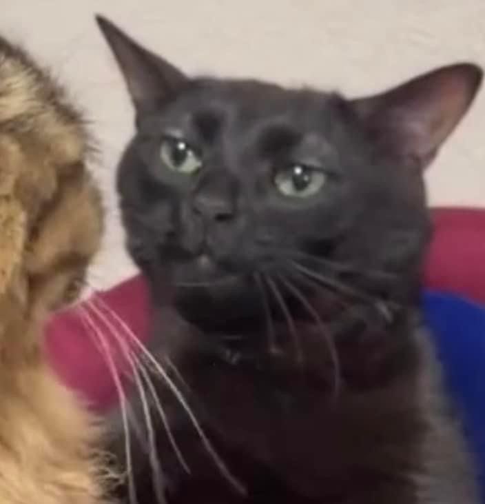 Unrequin tweet media