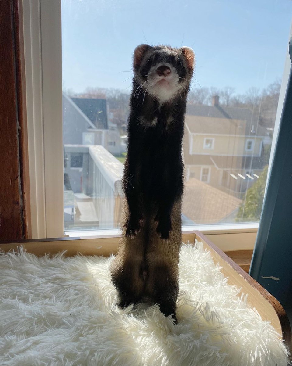 Ferret Every Hour tweet media