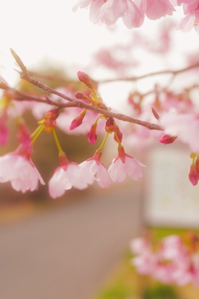 ROG FLOW T tweet media