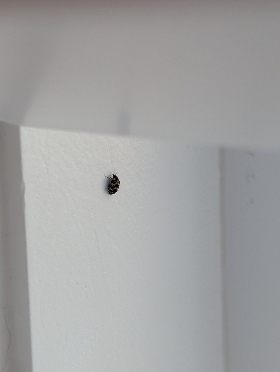 The Transformers Transfem tweet media