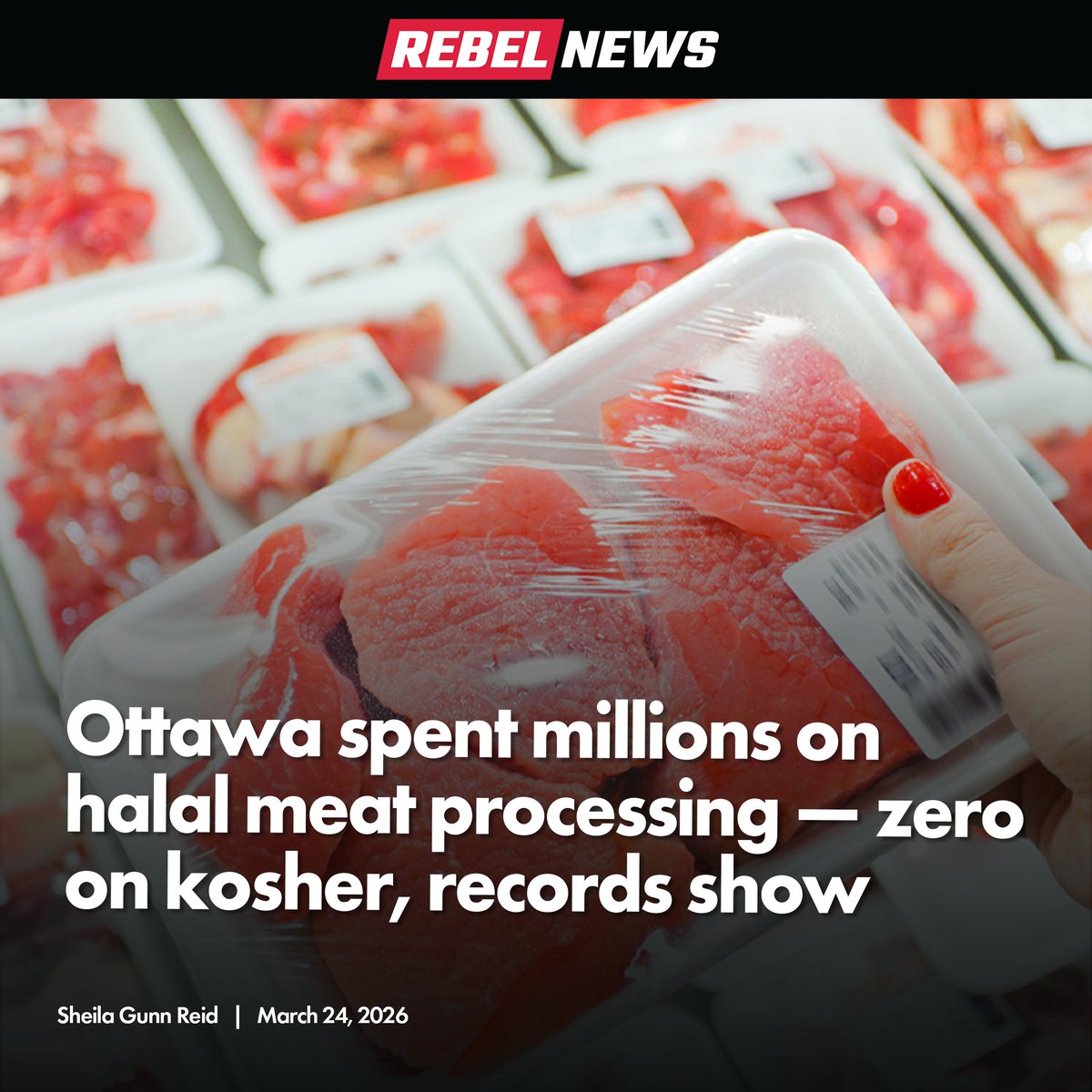 Rebel News tweet media