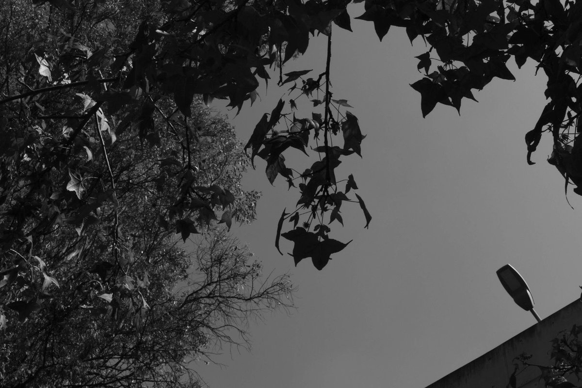 ゼディ (Zeddy) tweet media