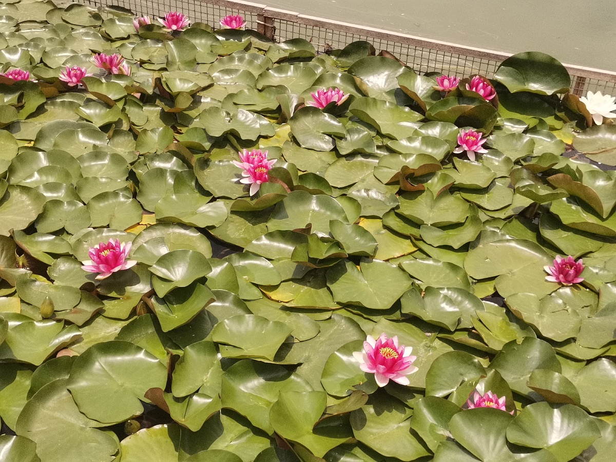 Sharon Gowlettt tweet media