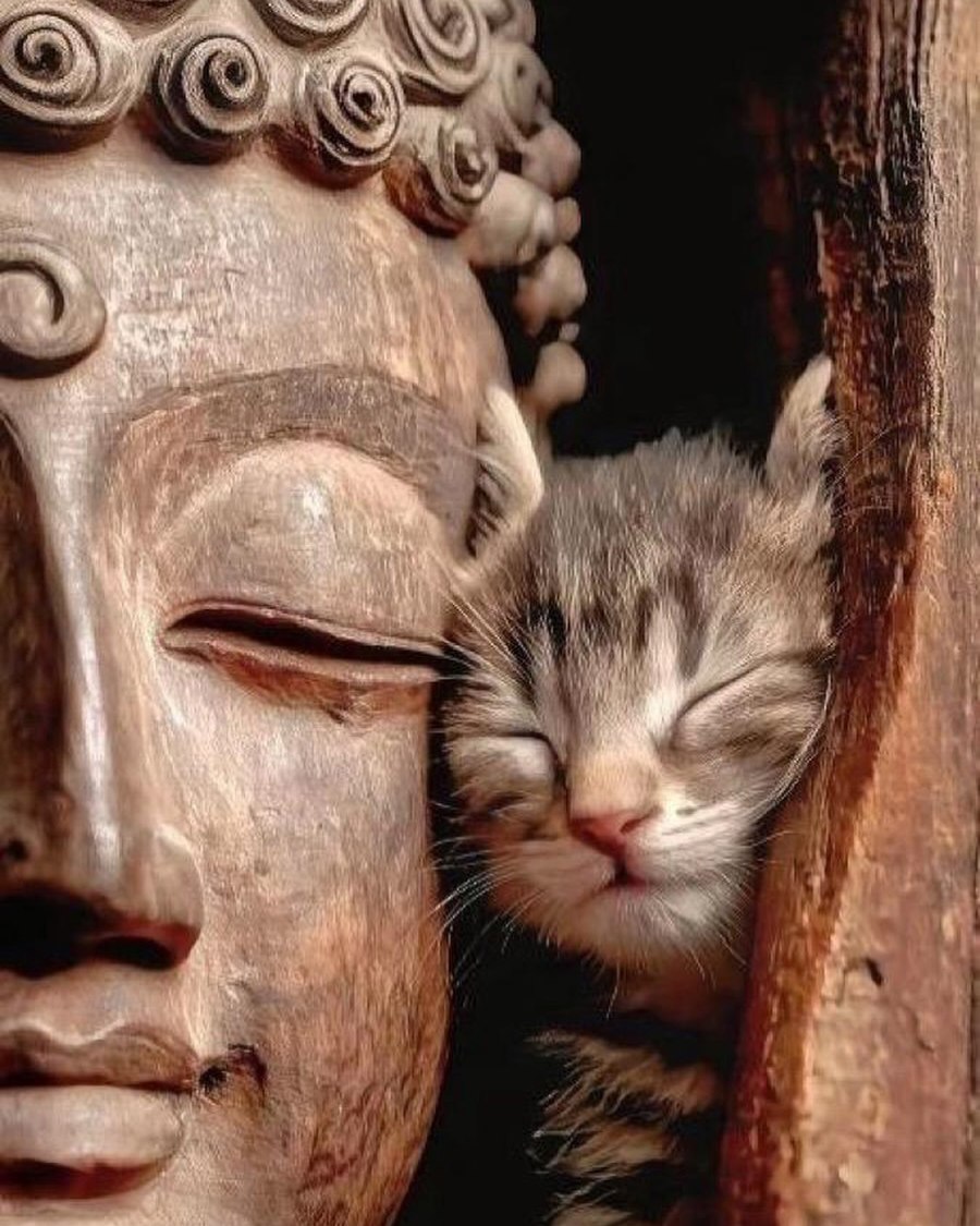 Life on Earth tweet media