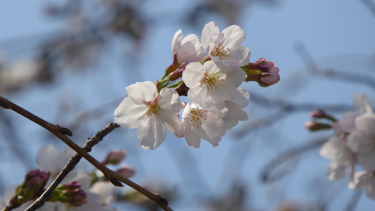 sinzou15's tweet photo. 先日撮った近くで咲く桜。
心ワクワク、活き活きの花の季節になりましたね。 https://t.co/bWkM1tP8ZI