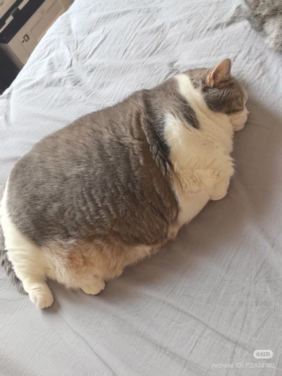 cats with powerful aura tweet media