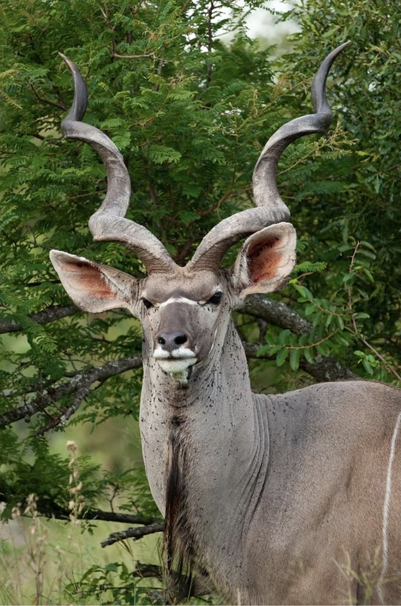 Africa Wild Trails tweet media