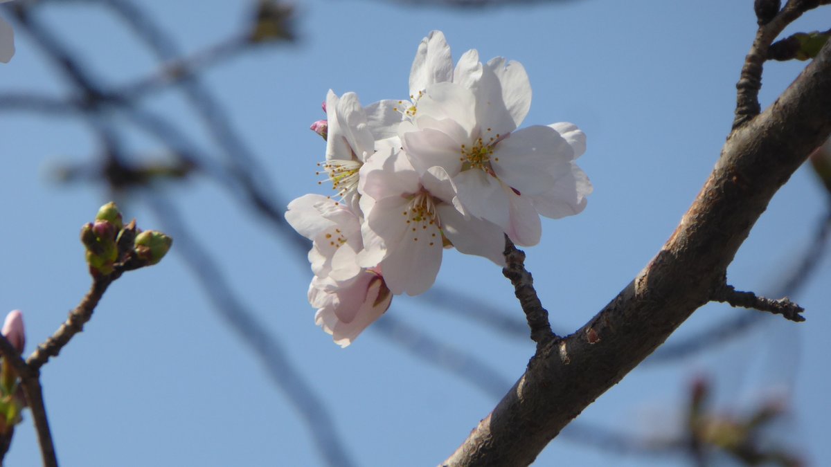 sinzou15's tweet photo. 先日撮った近くで咲く桜。
心ワクワク、活き活きの花の季節になりましたね。 https://t.co/bWkM1tP8ZI