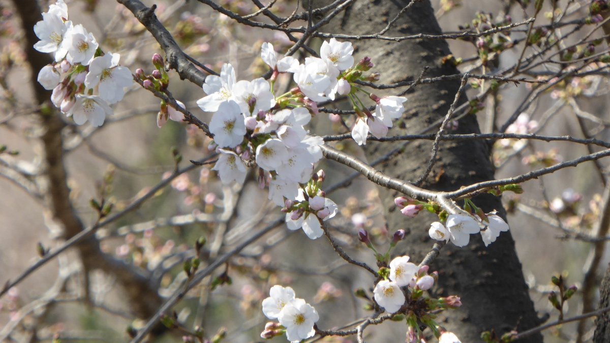 sinzou15's tweet photo. 先日撮った近くで咲く桜。
心ワクワク、活き活きの花の季節になりましたね。 https://t.co/bWkM1tP8ZI