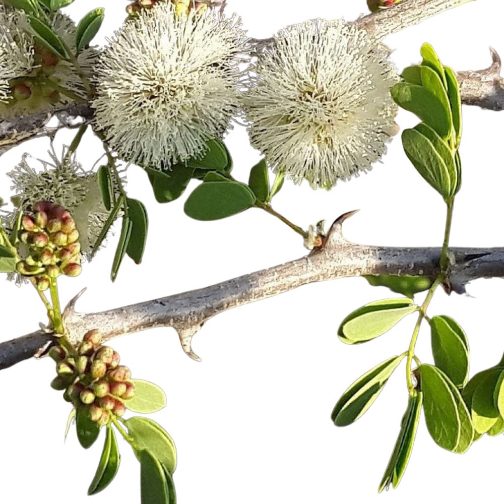 عبيد العوني tweet media