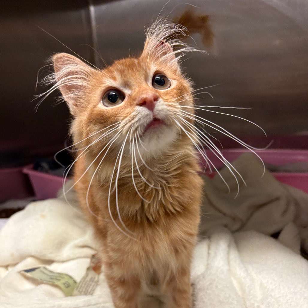 Fortnite🐾 tweet media