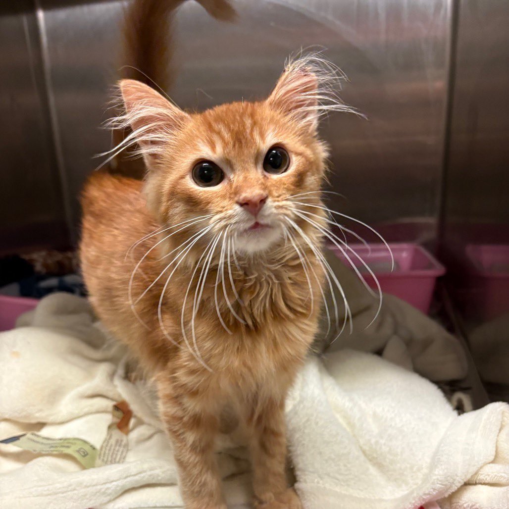 Fortnite🐾 tweet media