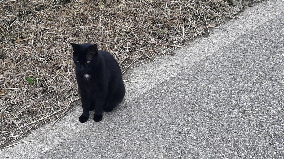 ⚔A Phoenix's Ash in Dark Divine⚔ 🔞🍓🥛🐉🐍🏐🎸🐰 tweet media