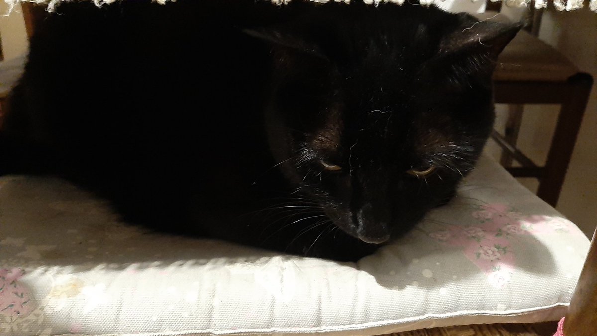 ⚔A Phoenix's Ash in Dark Divine⚔ 🔞🍓🥛🐉🐍🏐🎸🐰 tweet media