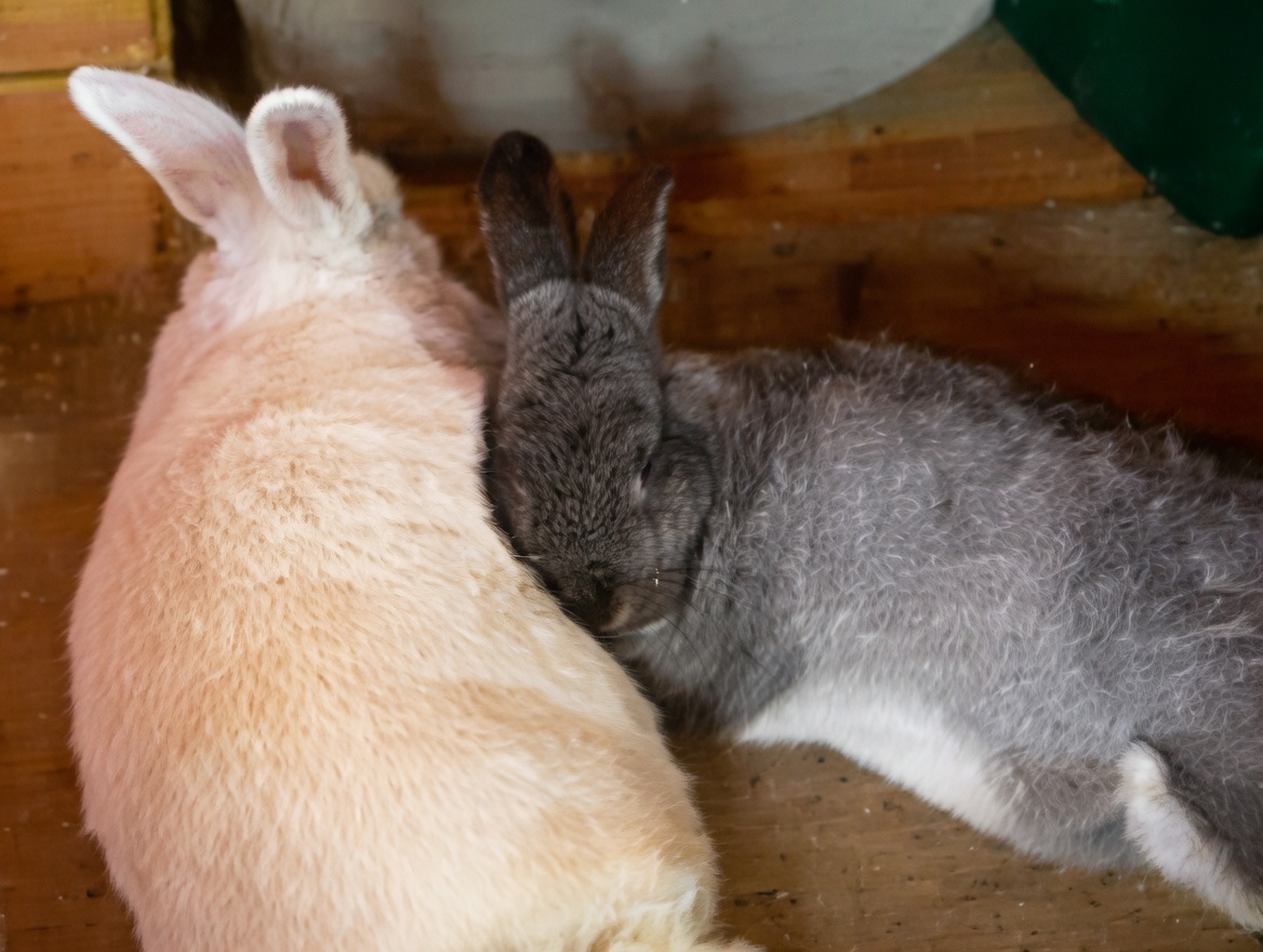 Mantis Hands tweet media