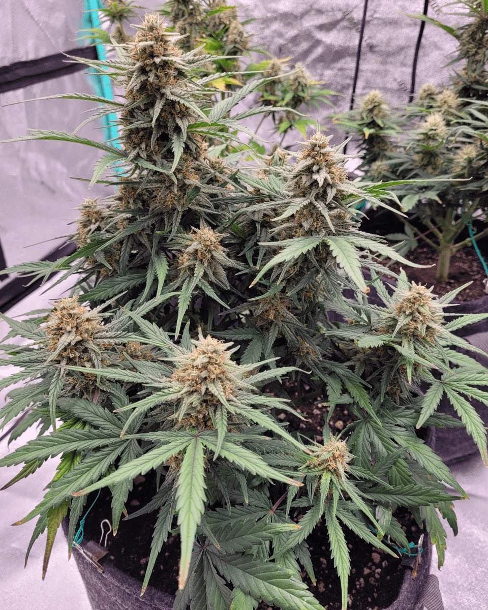 Zen Garden Weed tweet media