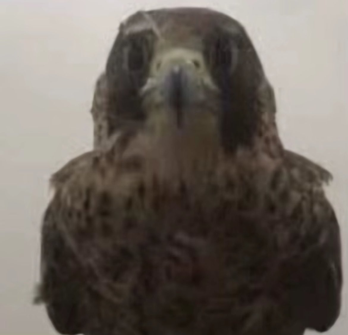 حسام الحوت 🐋 tweet media