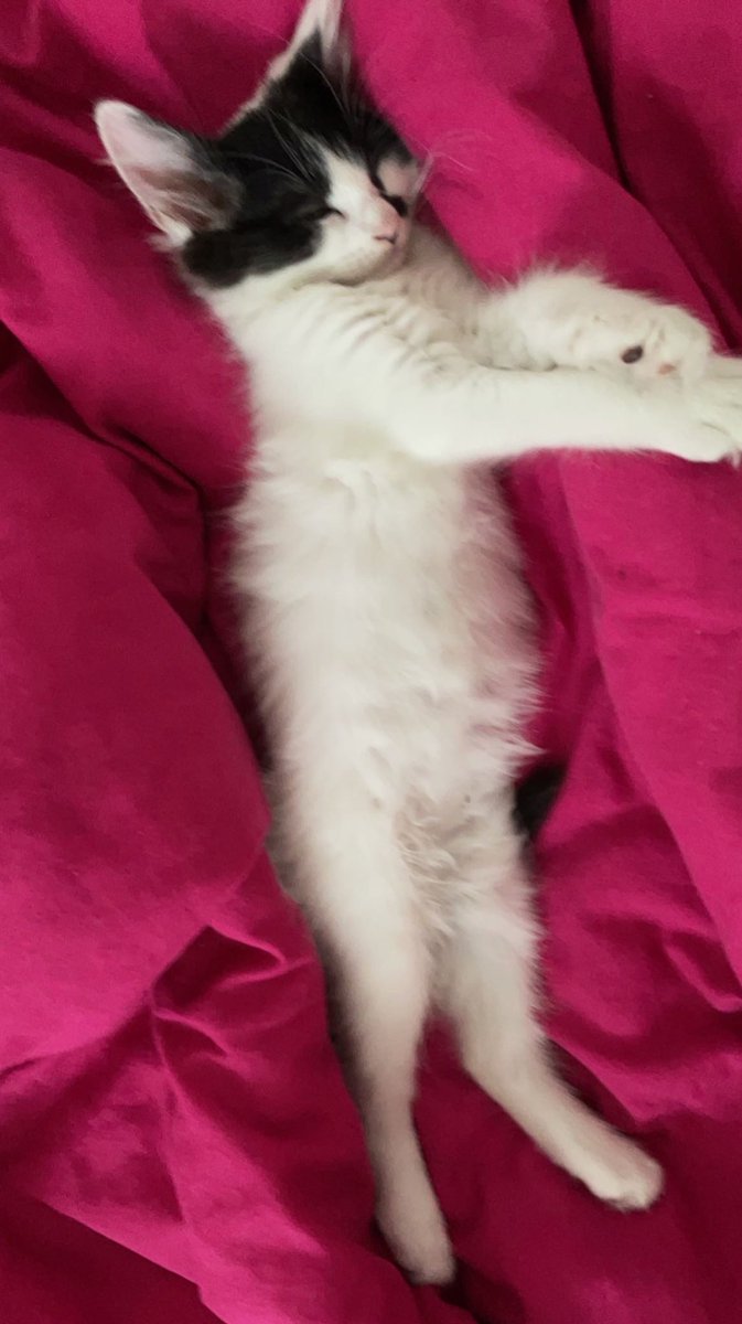 Shishi 🥀 tweet media