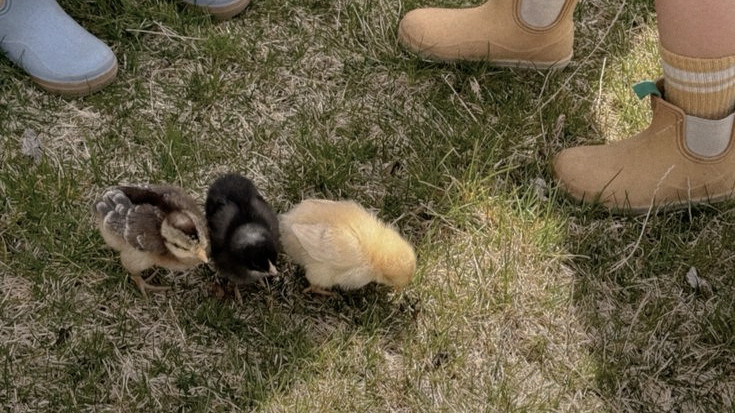 ؘBat, Jean's gf. tweet media