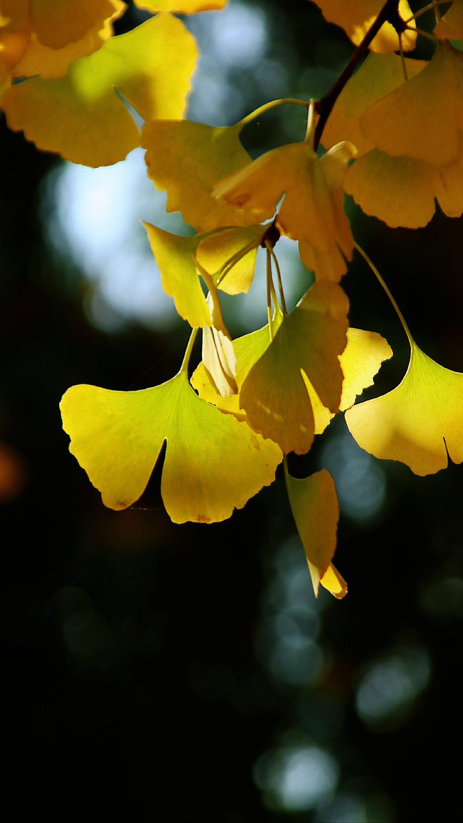 Rachel Cho tweet media