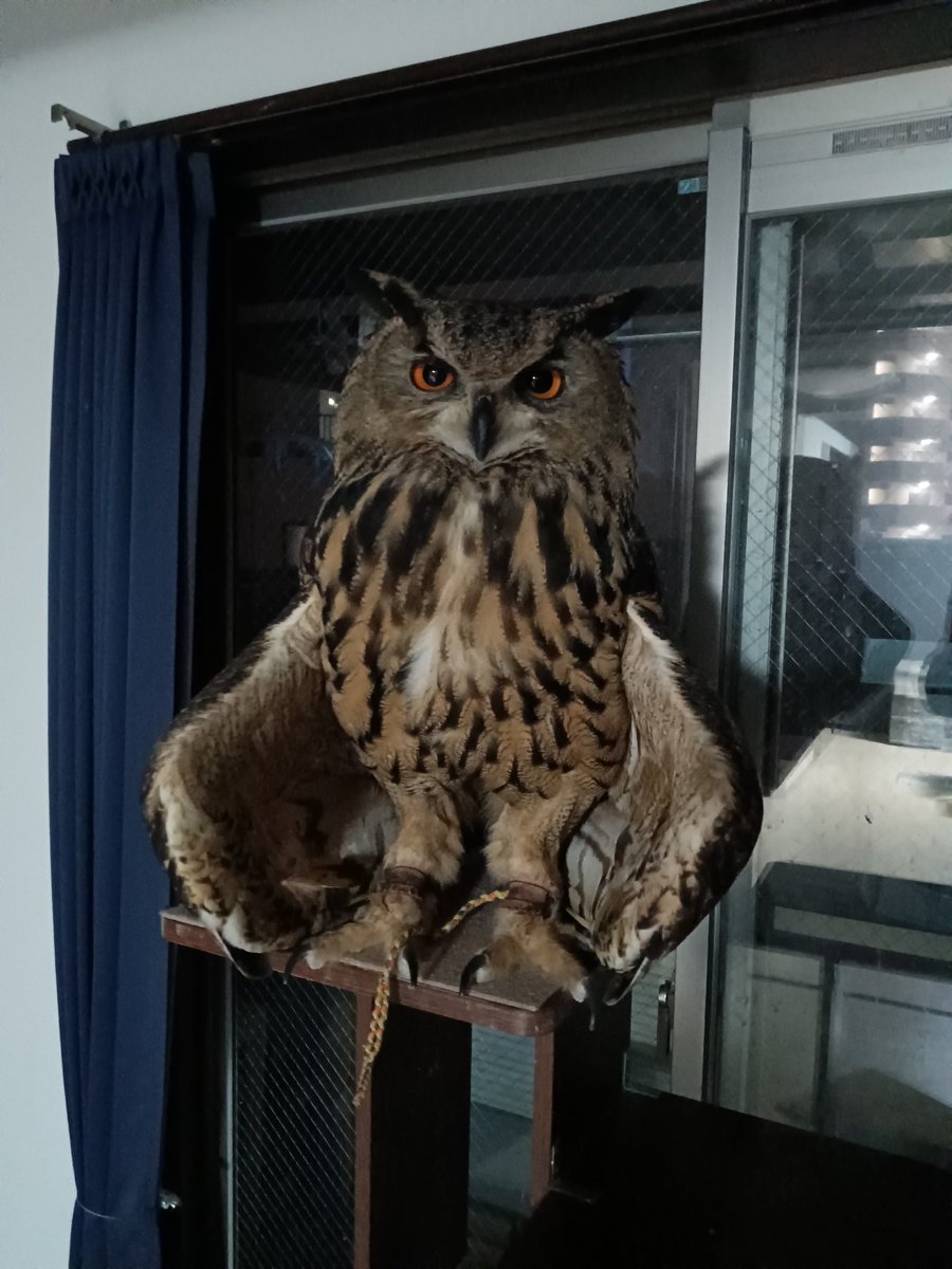 おはようございます🦉