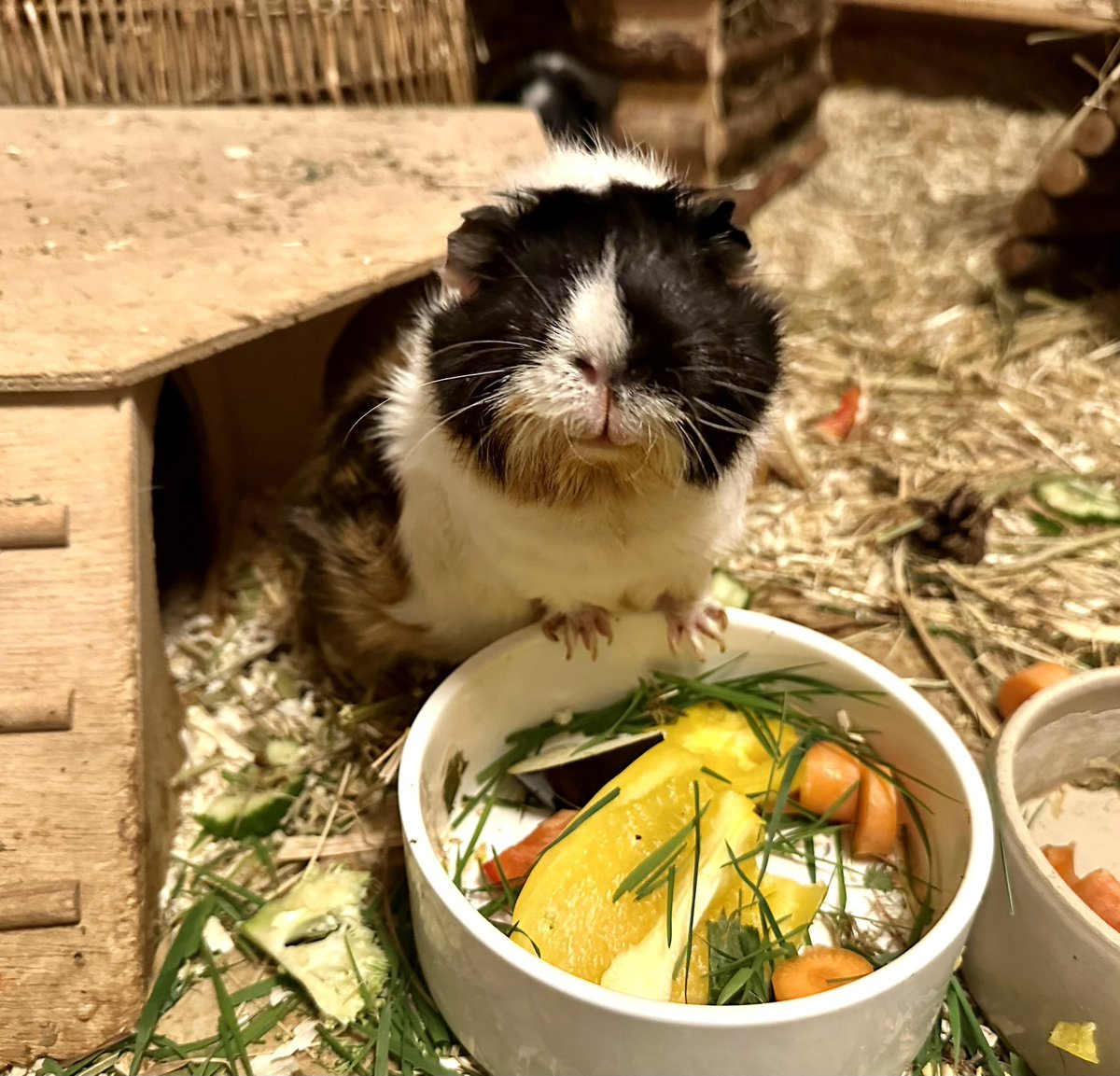 Anna Rebella, the woman, the myth, the legend tweet media