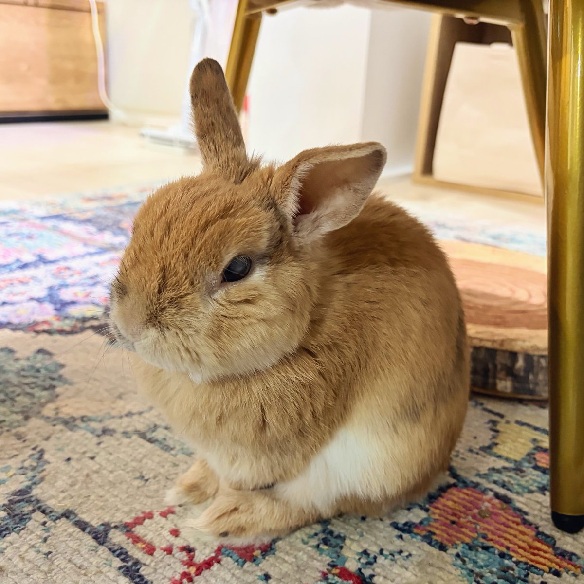 よっちぇく&きんむぎ tweet media