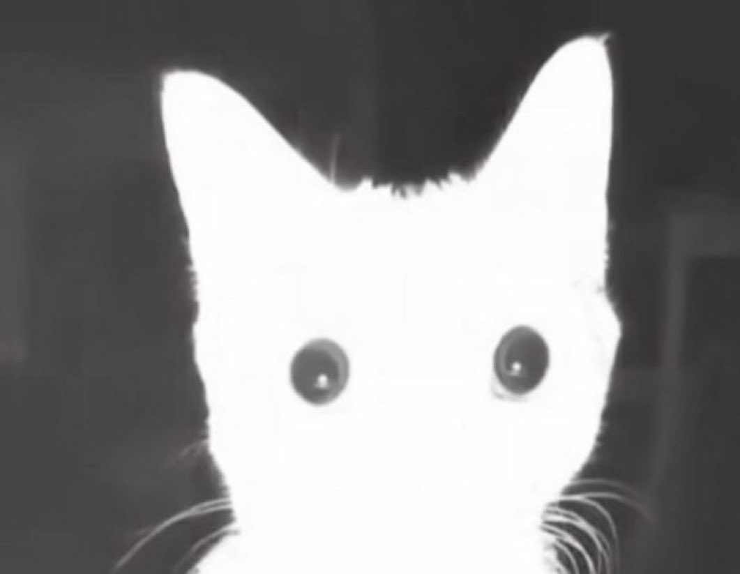 Ren (BATIM pilled) tweet media